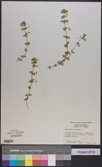 Lysimachia arvensis image