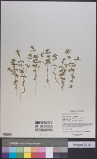 Lysimachia arvensis image