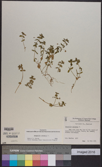 Lysimachia arvensis image