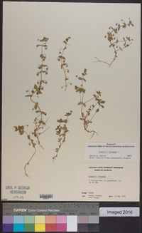 Lysimachia arvensis image