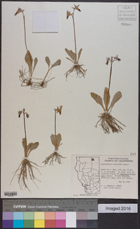 Dodecatheon conjugens image