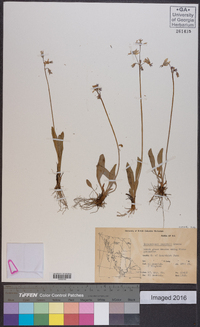 Dodecatheon pulchellum subsp. cusickii image