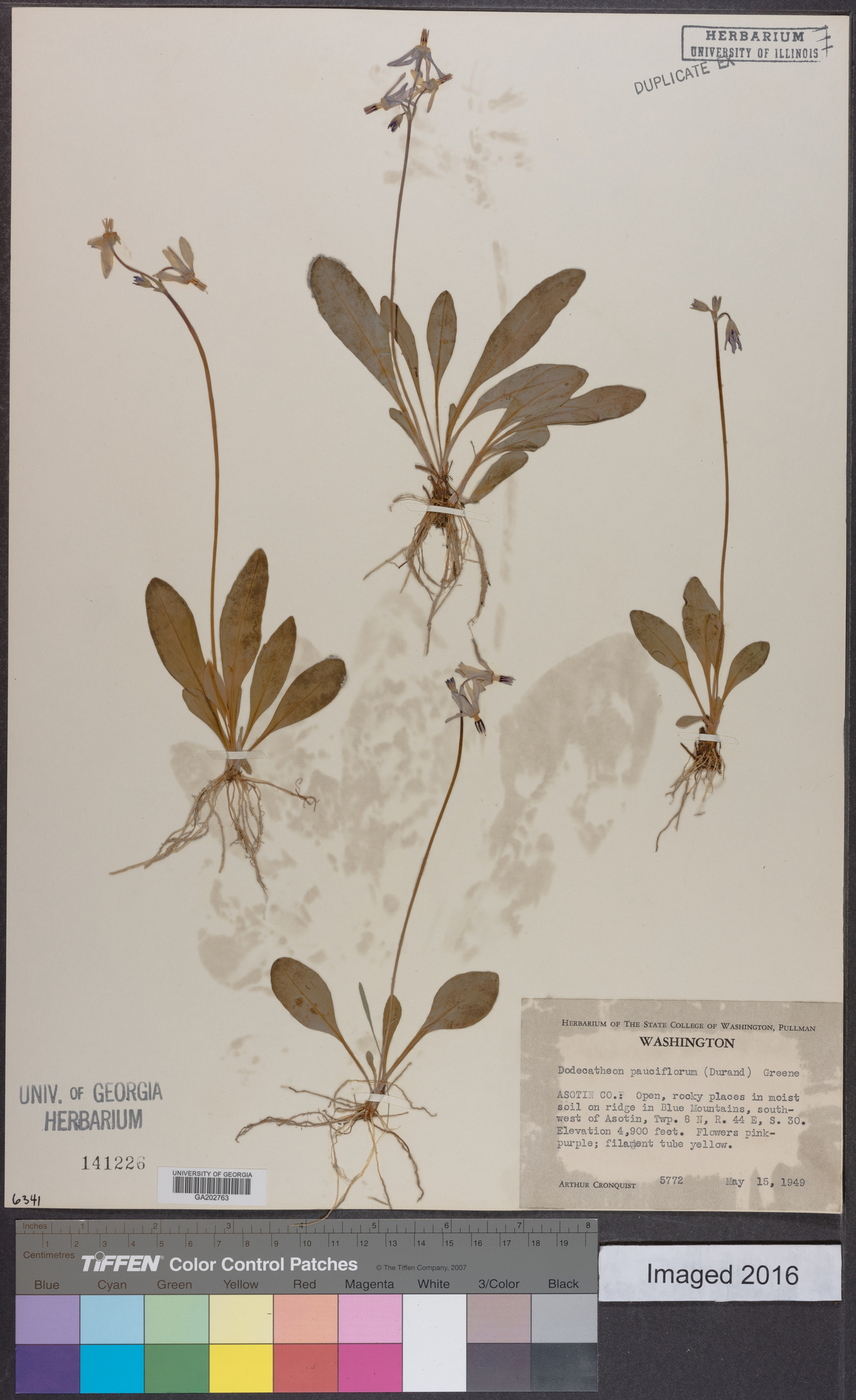 Dodecatheon pulchellum subsp. pulchellum image