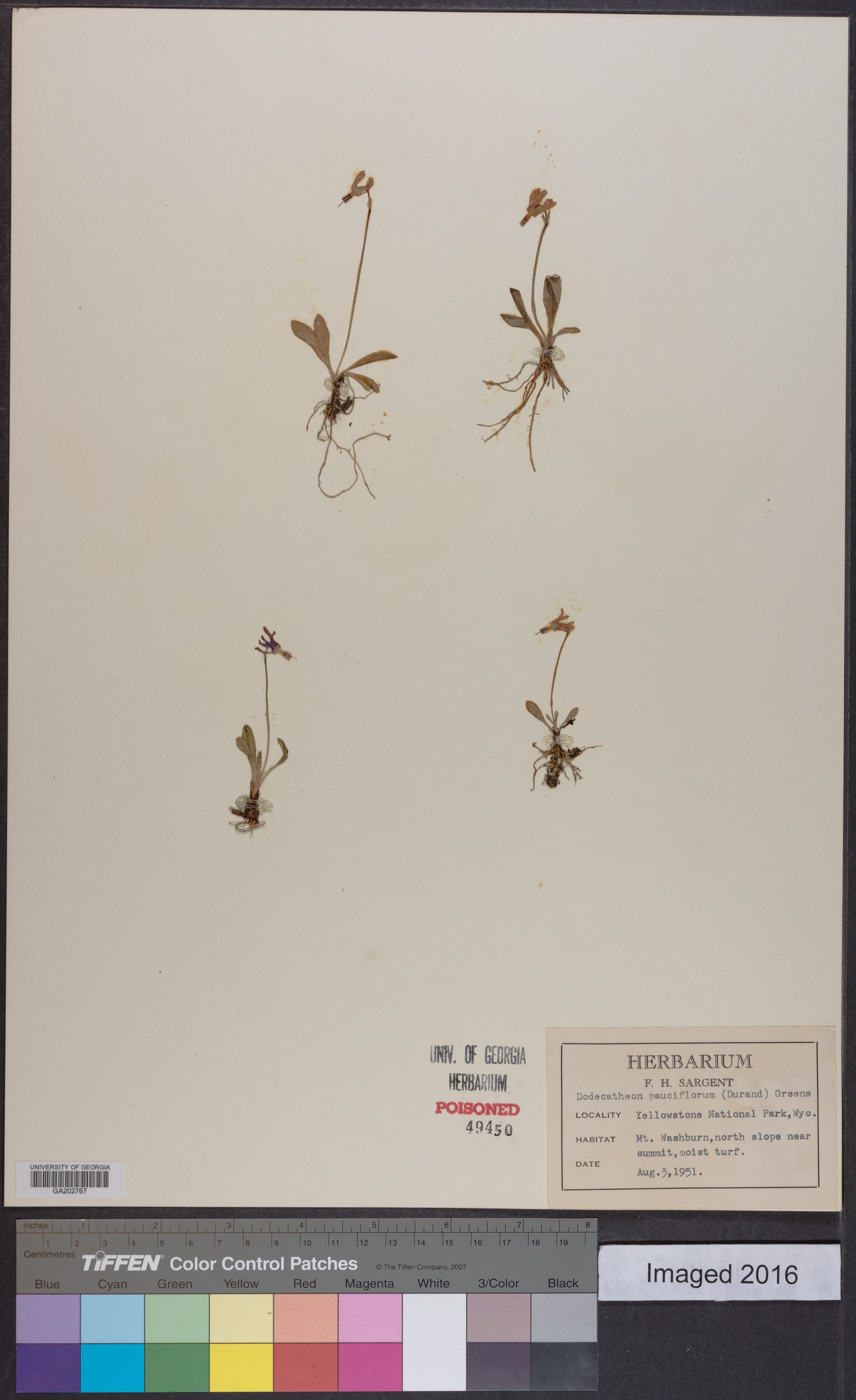 Dodecatheon pulchellum subsp. pulchellum image