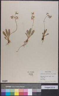 Dodecatheon pulchellum subsp. pulchellum image