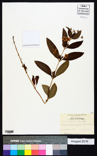 Lysimachia lanceolata image