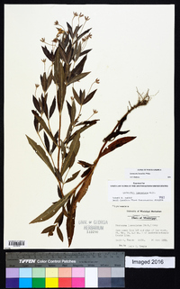 Lysimachia lanceolata image