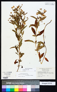 Lysimachia lanceolata image