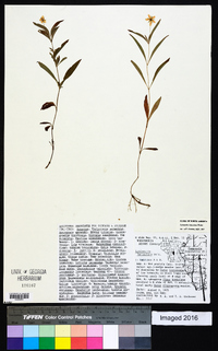 Lysimachia lanceolata image