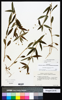 Lysimachia lanceolata image