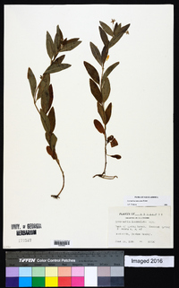 Lysimachia lanceolata image