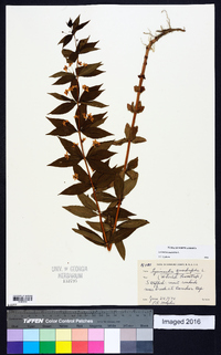 Lysimachia quadriflora image