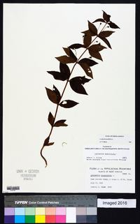 Lysimachia quadriflora image