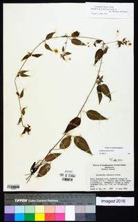 Lysimachia radicans image