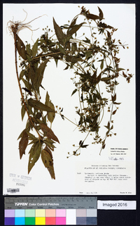 Lysimachia radicans image