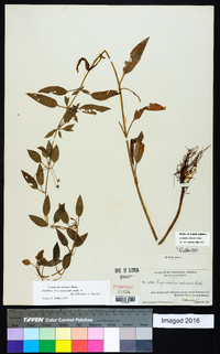 Lysimachia radicans image