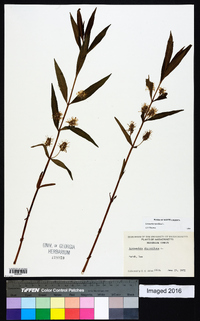 Lysimachia thyrsiflora image