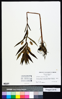 Lysimachia thyrsiflora image