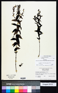 Lysimachia asperulifolia image