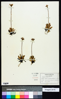 Primula farinosa image