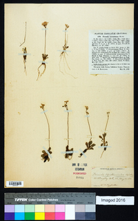 Primula mistassinica image