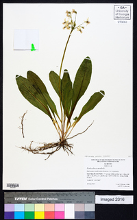 Dodecatheon meadia image