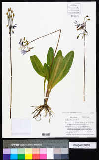 Dodecatheon meadia image