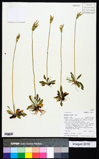 Primula incana image