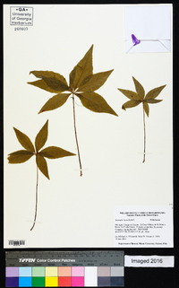 Trientalis borealis image