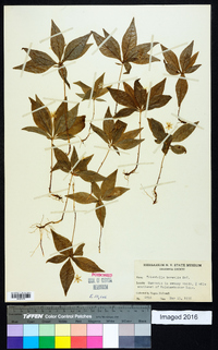 Trientalis borealis image