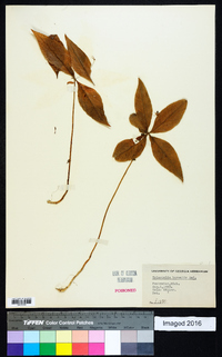 Trientalis borealis image