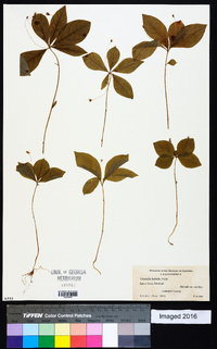 Trientalis latifolia image