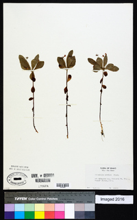 Trientalis arctica image