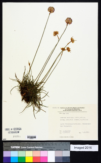 Armeria maritima image