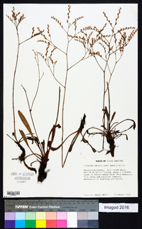 Limonium carolinianum image