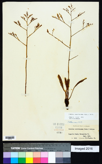 Limonium carolinianum image