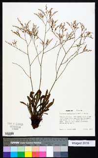 Limonium carolinianum image