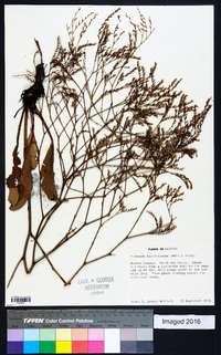 Limonium carolinianum image