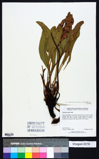 Limonium carolinianum image