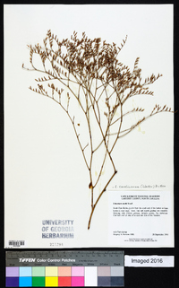 Limonium carolinianum image