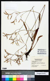 Limonium carolinianum image