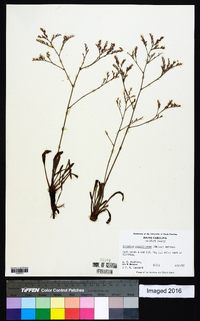 Limonium carolinianum image