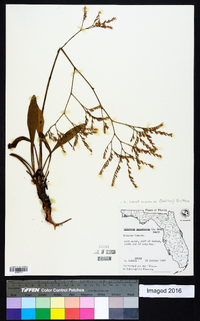 Limonium carolinianum image