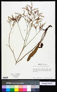 Limonium carolinianum image