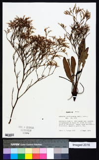 Limonium carolinianum image