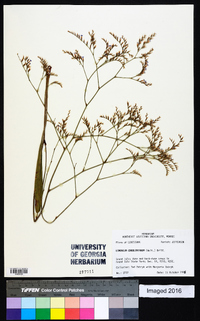 Limonium carolinianum image