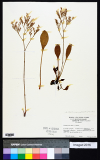 Limonium carolinianum image