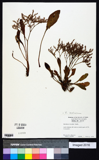 Limonium carolinianum image