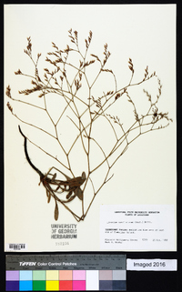 Limonium carolinianum image