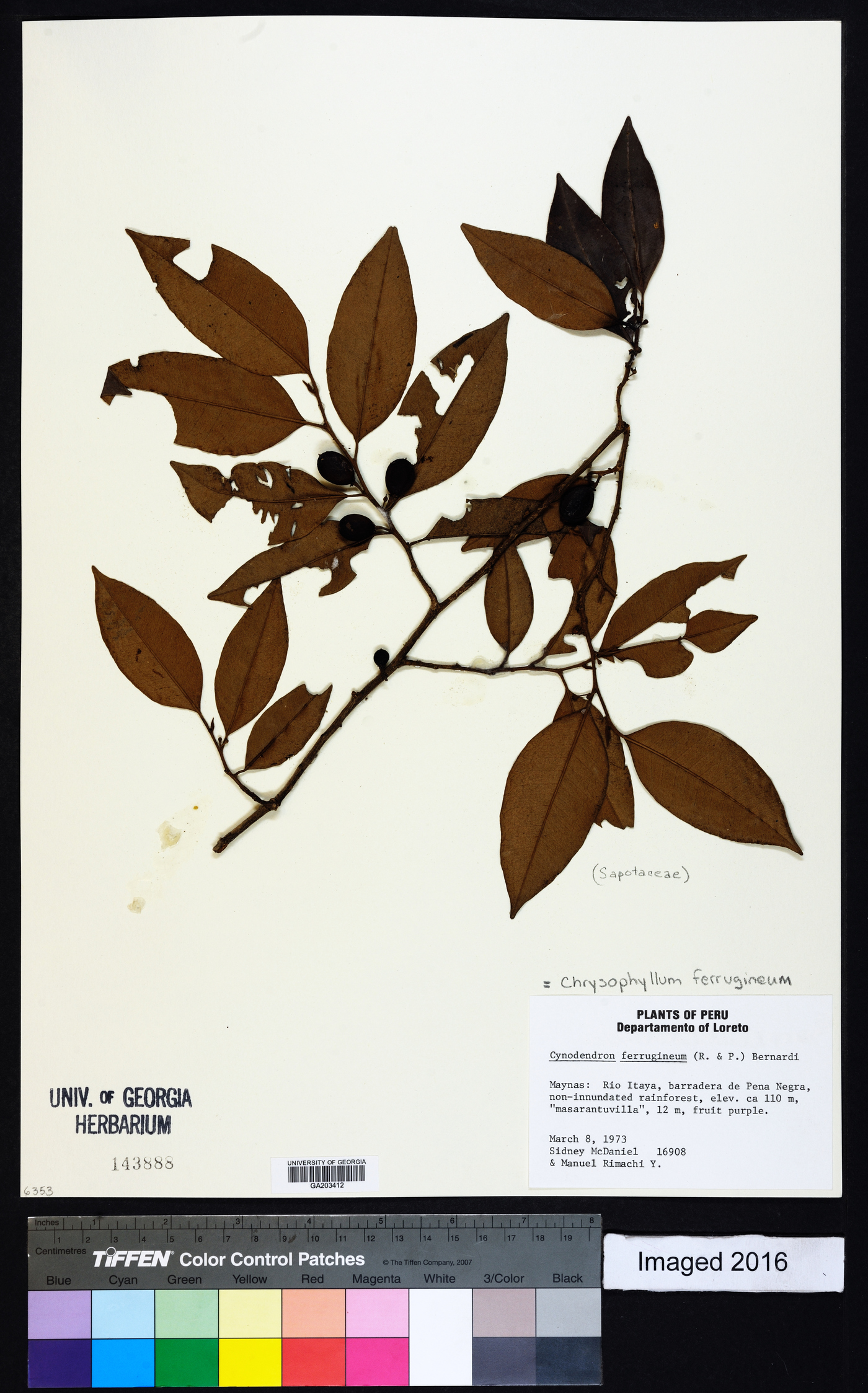 Chrysophyllum oliviforme subsp. oliviforme image